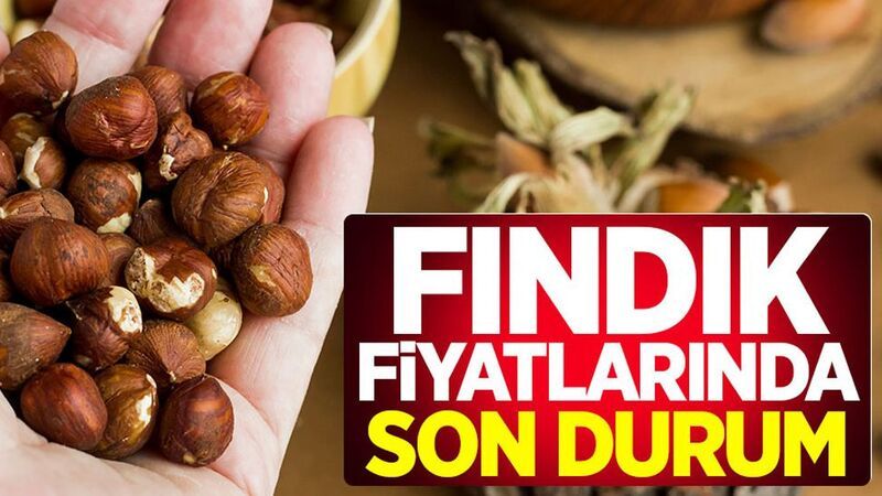 3 Eylül 2025 Çarşamba kabuklu fındık fiyatı | Fındık fiyatları bugün ne kadar?