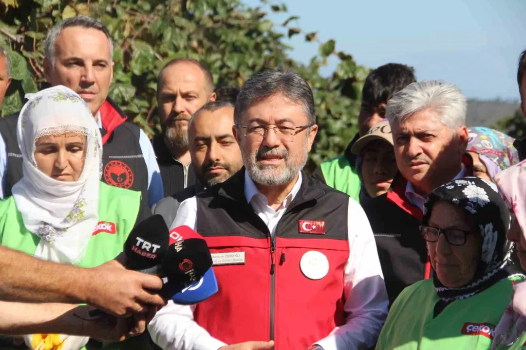 Bakan İbrahim Yumaklı Sakarya'ya geldi kivi hasadına katıldı