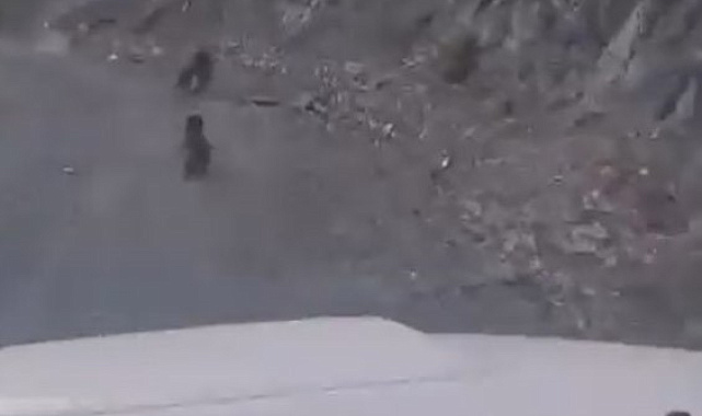 Bolu'da anne ayı ve yavrusu korkuyla dağa tırmandı, o anlar kamerada