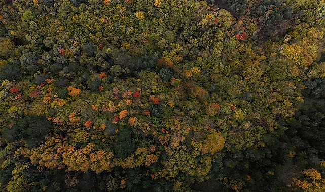 Bolu geçişinde ağaçlar sarı, turuncu ve kızıl tonlara büründü