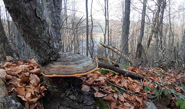 Bolu'nun doğa harikası Abant'ta ziyaretçiler akın etti