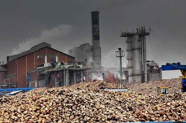Burnunuzu tıkayın! Şeker fabrikası pancar alımına başladı