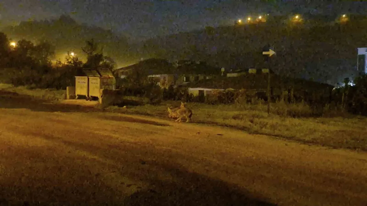 Çakallar şehir merkezini mesken tuttu