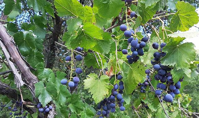 Çiftçiler kışlık hazırlığında: Pekmezlik üzümlerin hasadı yapıldı