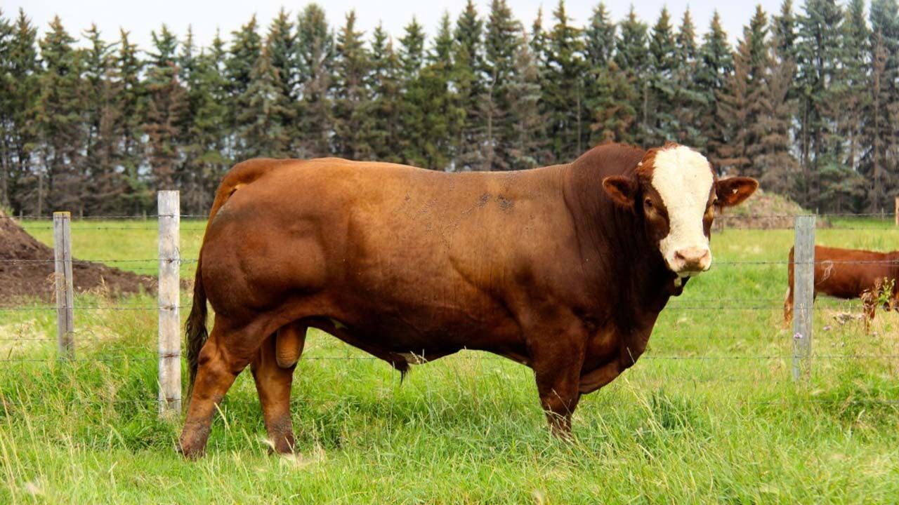 Damızlık boğalara yeni dönem: Tabii tohumlamaya sıkı izin ve denetim geliyor