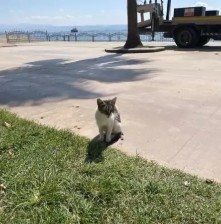 Denize düşen kedi için seferber oldular