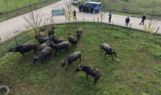 Düzce'de manda yetiştiriciliğine güçlü destek