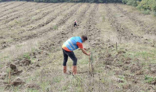 Düzce'de yanan orman alanları "Adalet Ormanı" ile yeniden yeşerecek