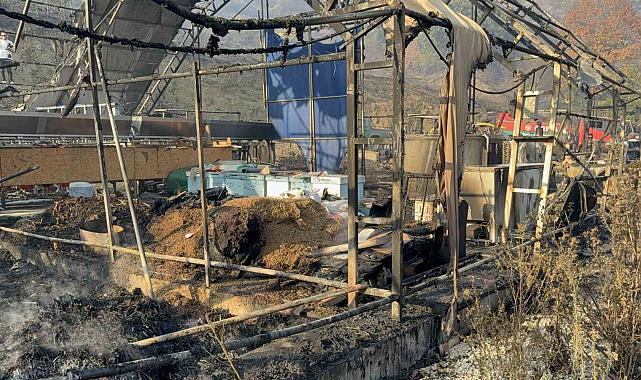 Düzce'deki orman yangınında keçi üretim çiftliği küle döndü