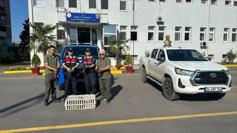 Ferizli'de mühre olarak kullanılan 16 yaban ördeği ele geçirildi