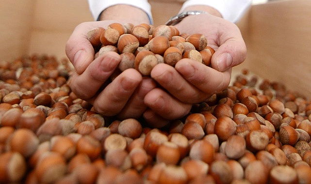 Fındık Fiyatları Bugün Kaç TL?