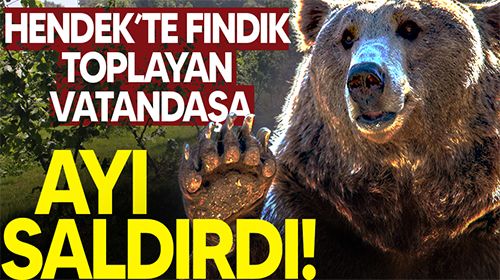 Fındık toplayan vatandaşa ayı saldırdı!