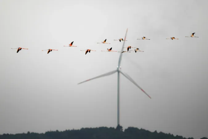 Flamingoların göç yolculuğu
