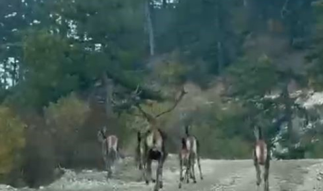 Göynük'te geyik sürüsü kameraya yansıdı