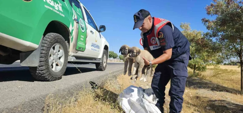 Jandarma ekipleri çuval içerisinde yavru köpekler bulundu