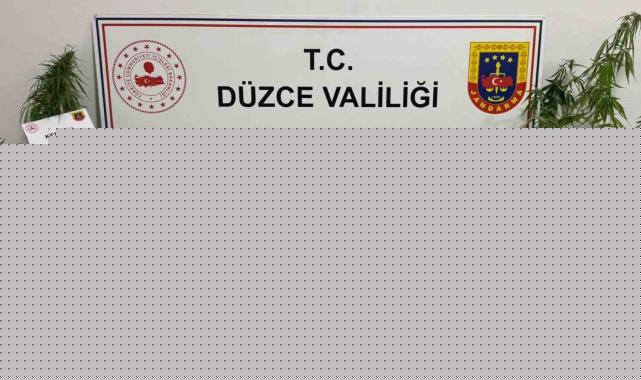 Jandarmadan uyuşturucu operasyonu