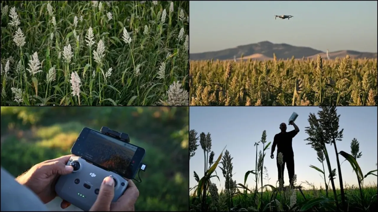 Kahramanmaraş'ta çiftçiler "akdarı"yı kuşlardan dronla koruyor