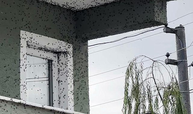 Kahverengi kokarcaların sardığı bina adeta renk değişti