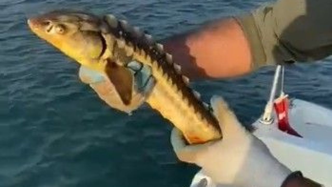 Karasu'da balıkçıların ağına nesli tehlikede olan Mersin balığı takıldı!