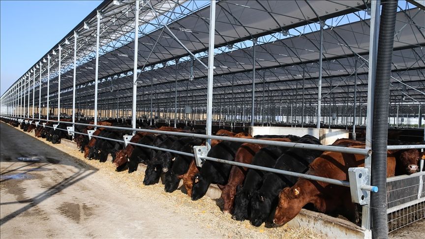 Kırmızı et üreticileri genel kurul gündemiyle toplanıyor