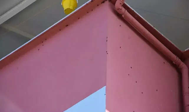 Kokarca alarmı: 40 ilde seferberlik başlatıldı