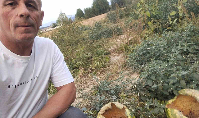 Mudurnu'da kargalar 80 karpuzu delik deşik etti