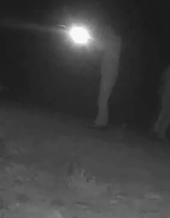 Ormanda bozayı vuran kaçak avcılara toplam 170 bin TL ceza
