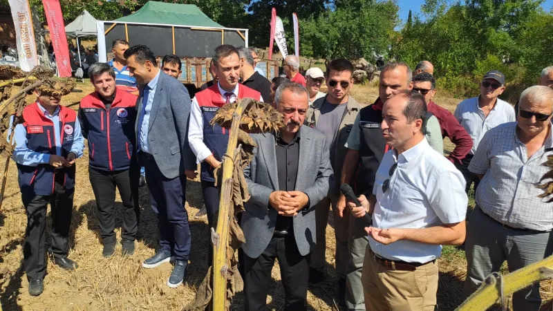 Sakarya'da hibrit ayçiçeği hasadı başladı