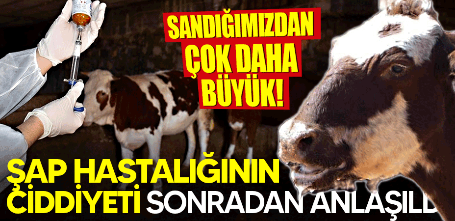 Sandığımızdan çok daha büyük! Şap hastalığının ciddiyeti sonradan anlaşıldı