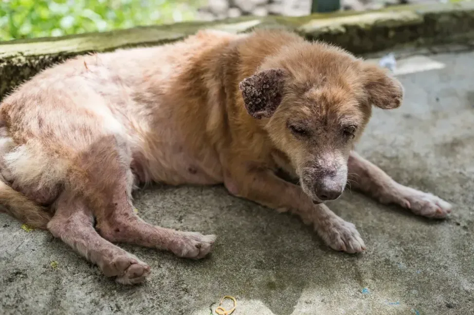 Uyuz hastalığı köpeklerden insana geçer mi?