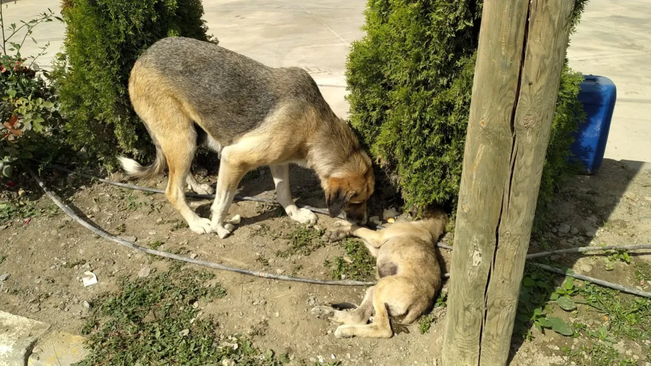 Yavru köpeğe araç çarptı; annesi başından ayrılmadı