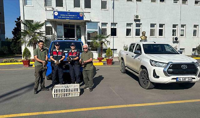 Yeşilbaşlı yaban ördeklerini avda mühre olarak kullanan avcılara 64 bin lira ceza