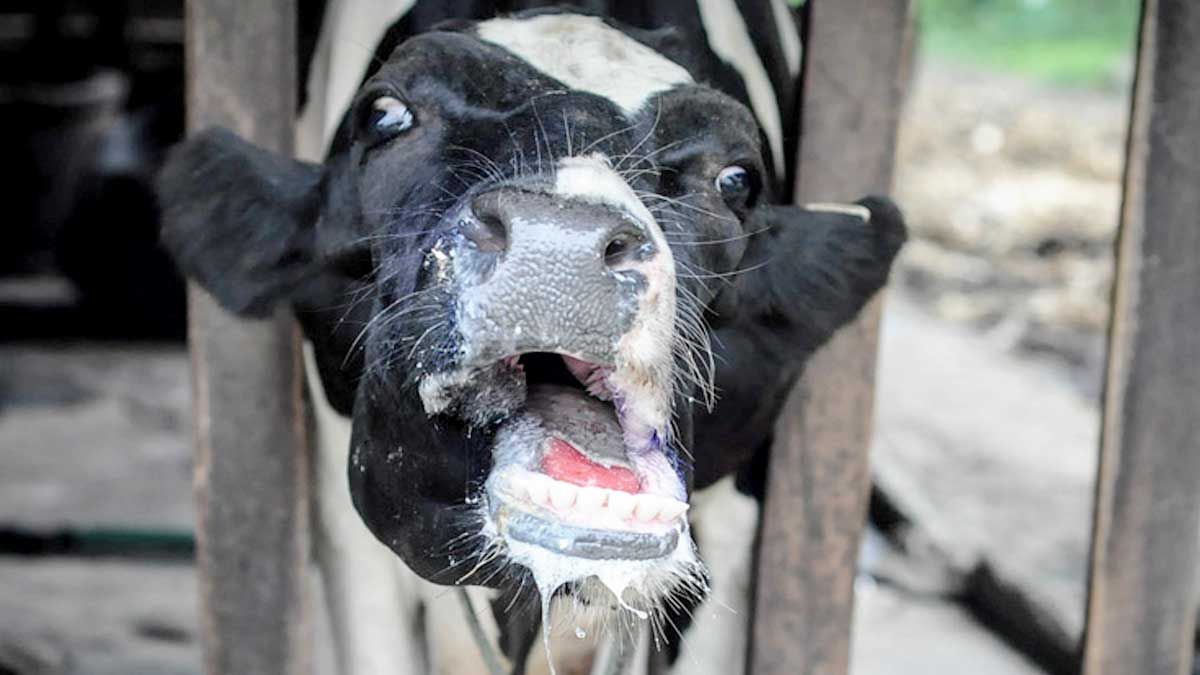 Ziraat Odasından şap hastalığı uyarısı; “Gece yarısı ortaya çıkan canbazlar engellenmeli”